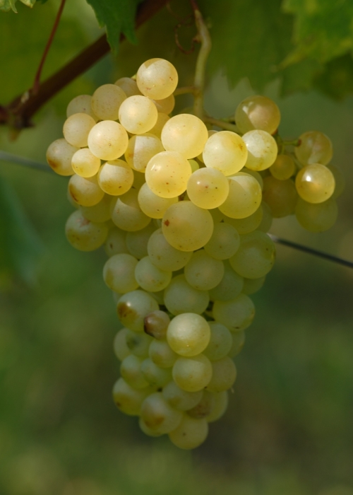weisser Heunisch ANT 0509 (14)